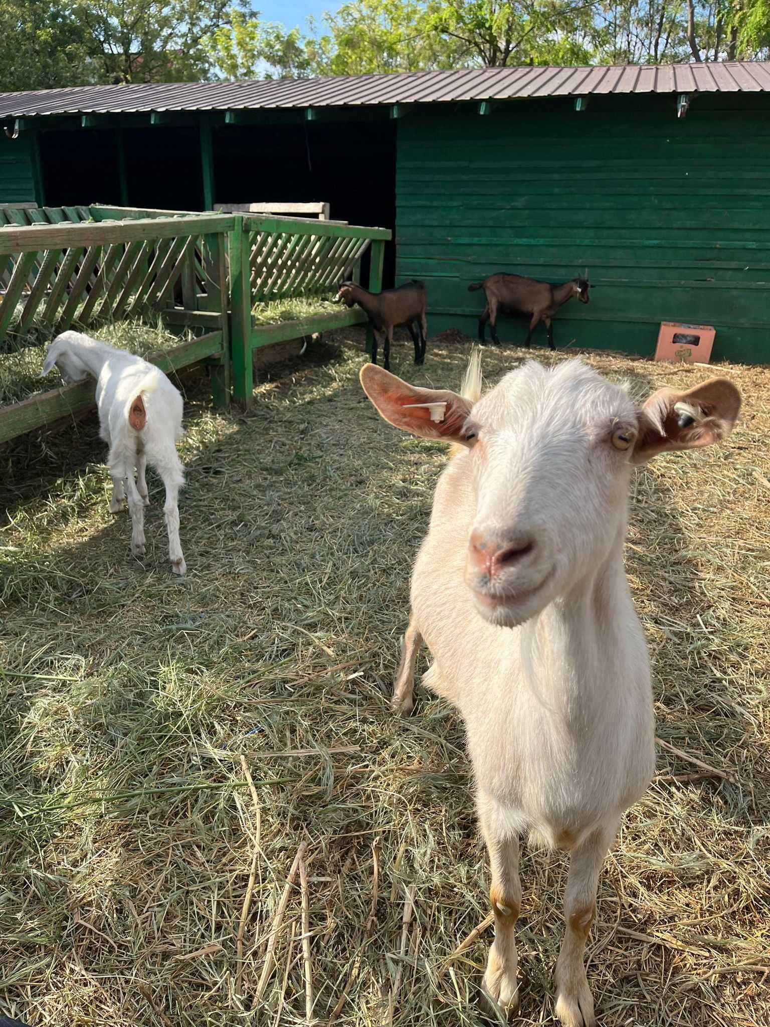 Capre și iezi de vânzare