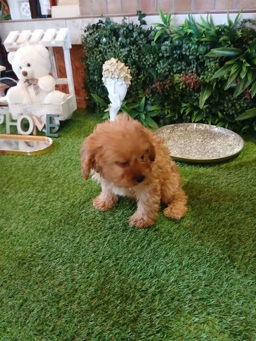 Cavapoo – cățeluș adorabil, blând și inteligent