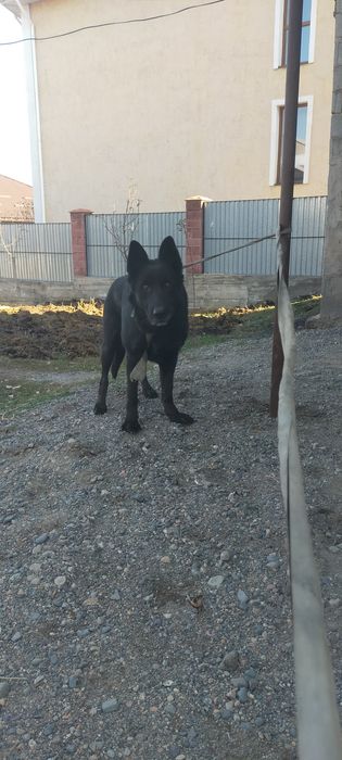 Продам немецкую овчарку кобель 3 года