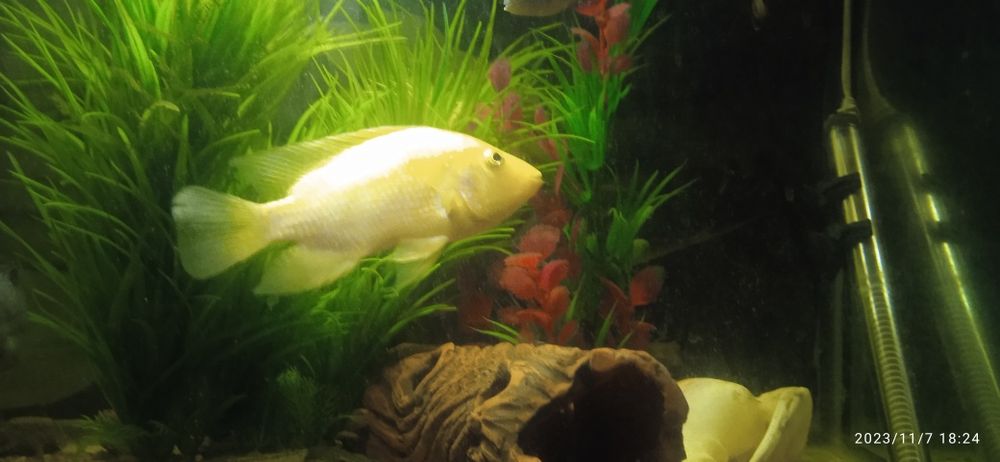 Цытрон самочка нерестовая