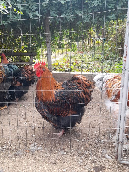 Orpington auriu de vânzare