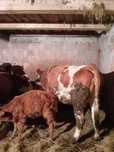 Vaca și jurinca de vanzare
