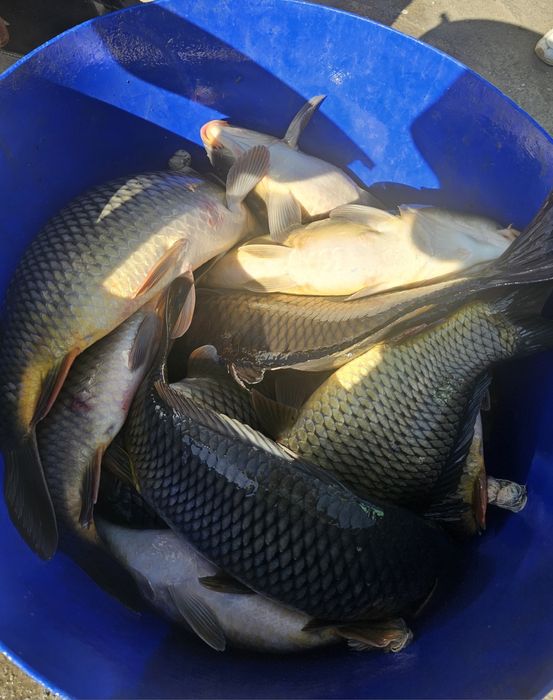 Crap romanesc vara 3