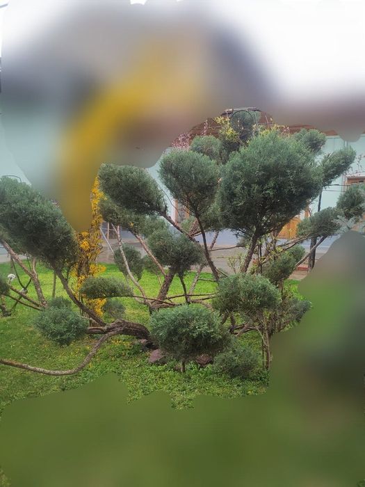 Archa archa sotiladi