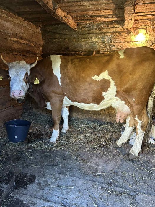 Vând vacă de 4 viței