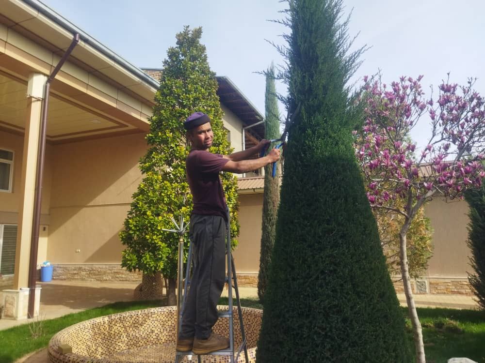 Archa kesish Dorilash va Gazon ikkish Daraxtlarga shakil berish xizmat