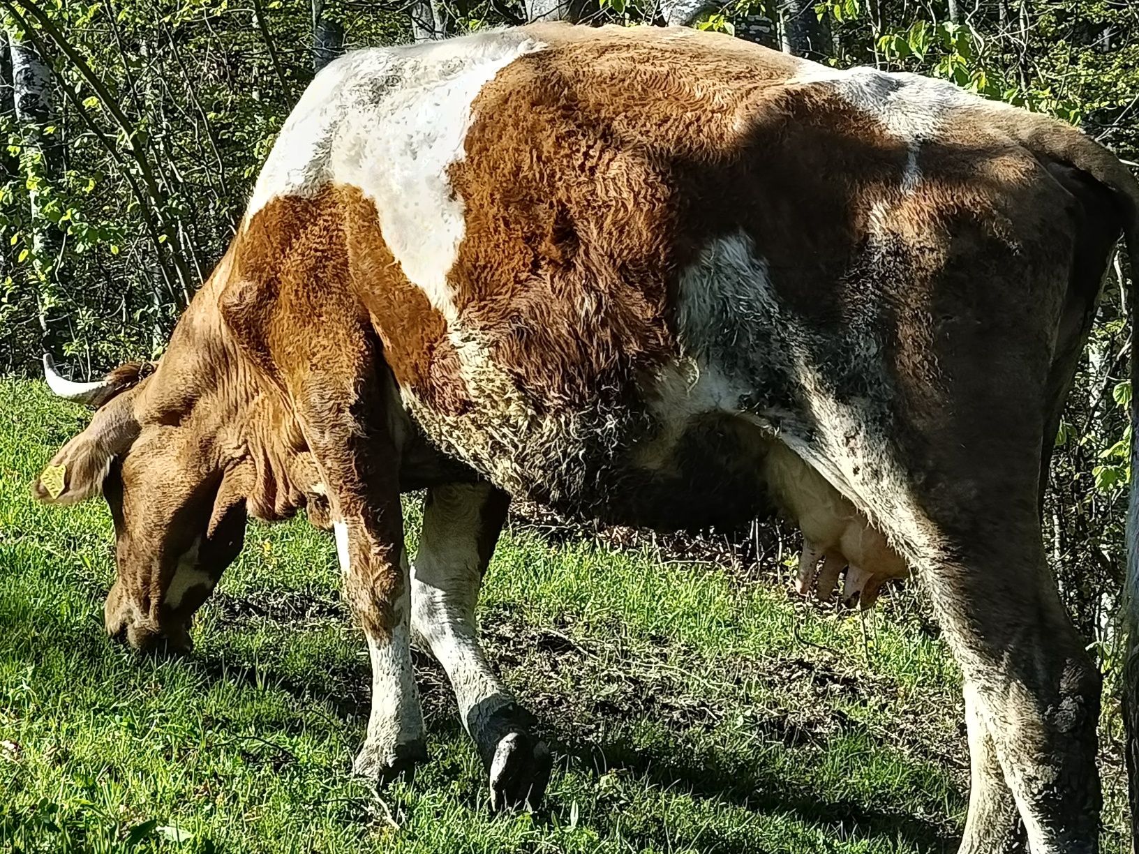 Vaca cu vitea de vanzare