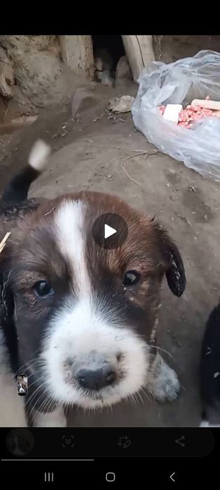 Кучуклар бор берулга берилади