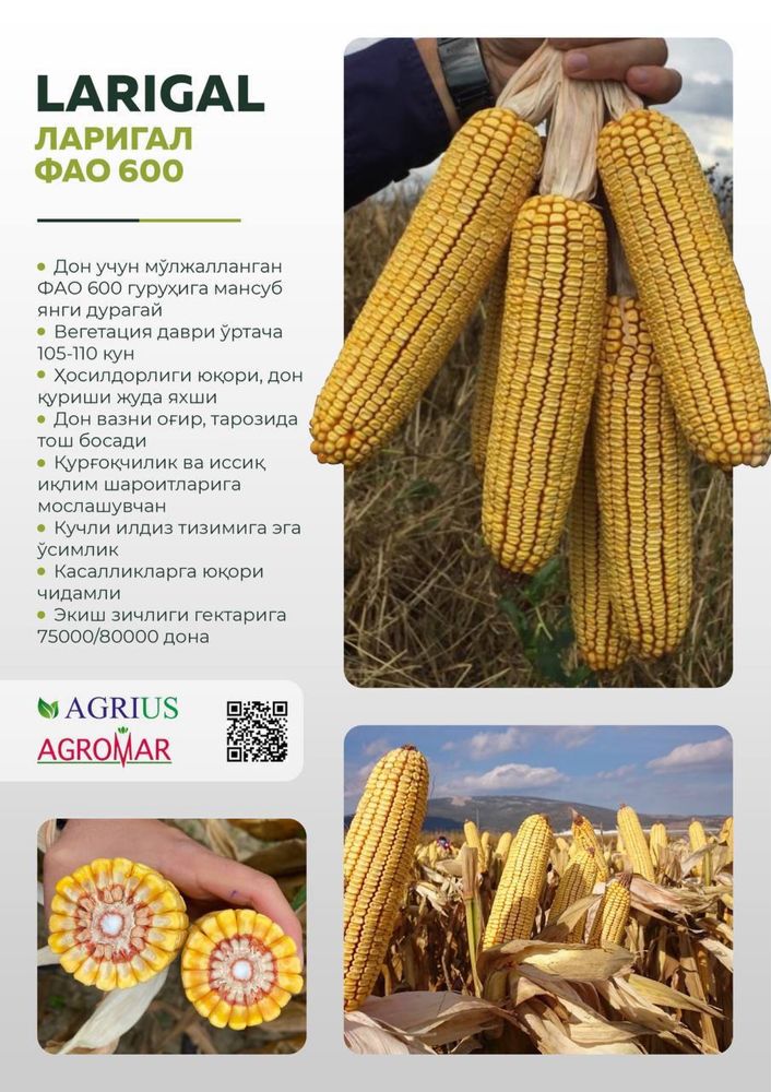 Продаётся Семена Кукуруза из Турции и Украина