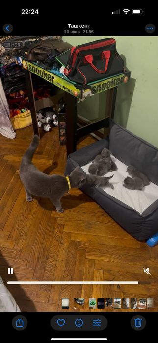 Готовятся к продаже