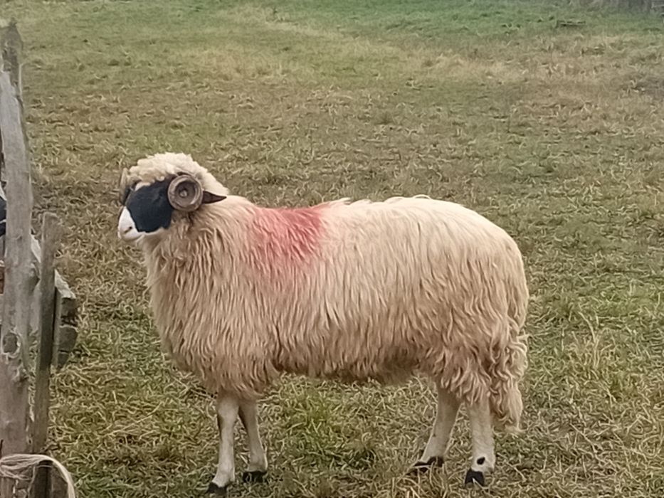 Disponibil noatin cu nasu alb