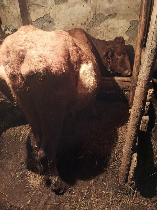 Продам трёх коров стельных