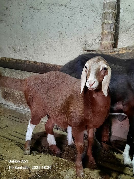 Zotor qo'y rasmda korsarilingan