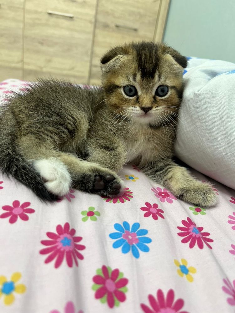 Продается кошка срочно!