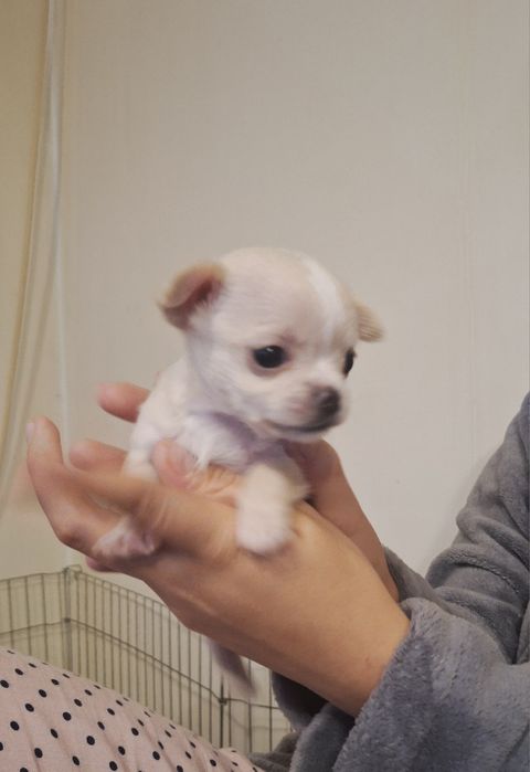 Мини Чихуахуа.  Две момчета.