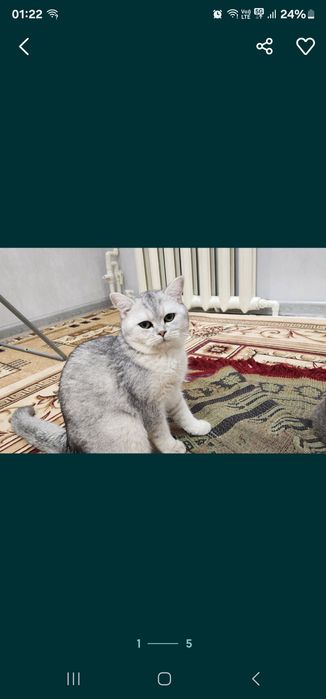 Британ шиншила чиройли