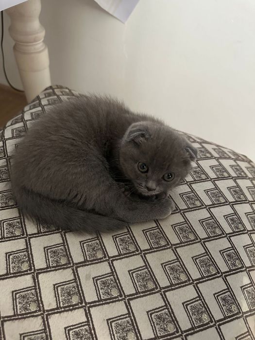 Вислоухий котенок, мальчик.
