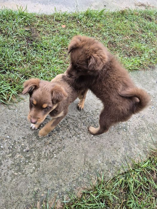 Donez căței talie mică