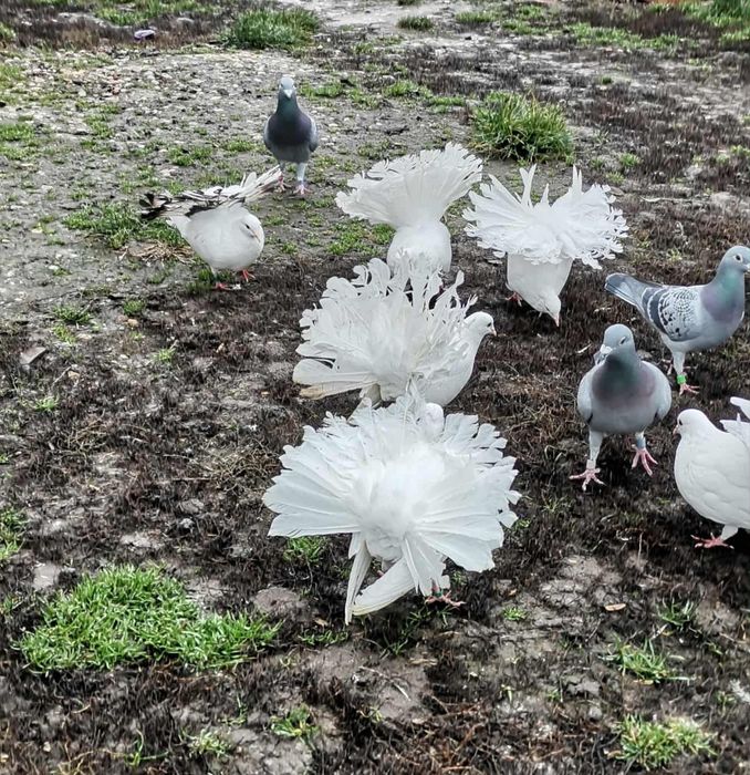 Porumbei de ornament