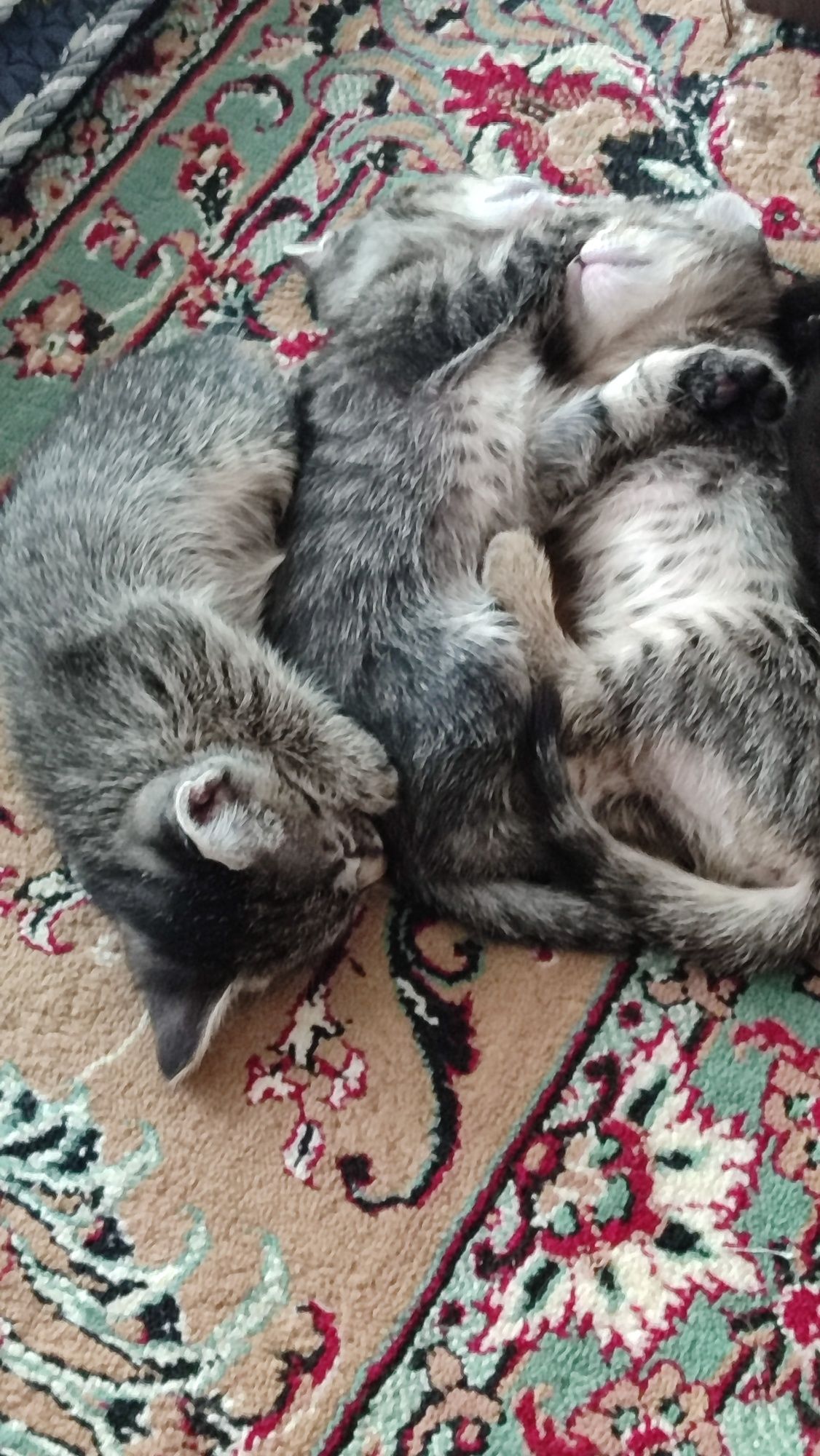 Отдам даром котят