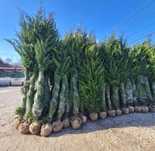 Chiparos Leylandii la balot sau ghiveci preț accesibil