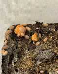 Мокрицы Armadillo officinali
