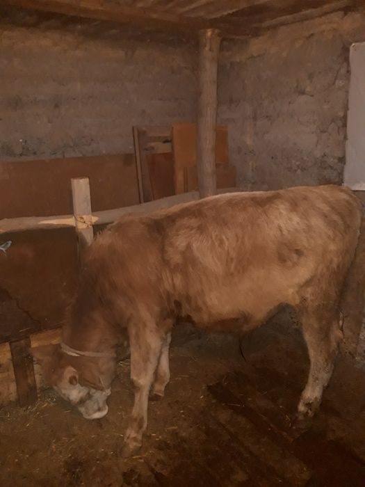 Продам два бычка