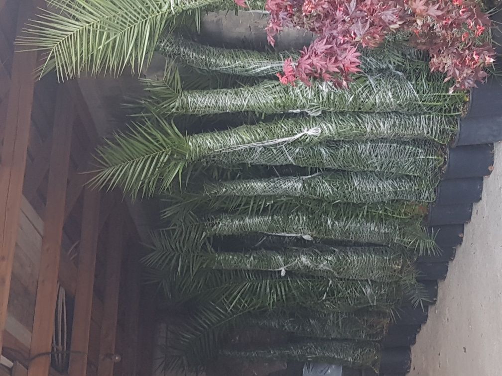 Specialitati plante de gradina