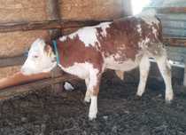 Vând vițea bălțată, intarcata