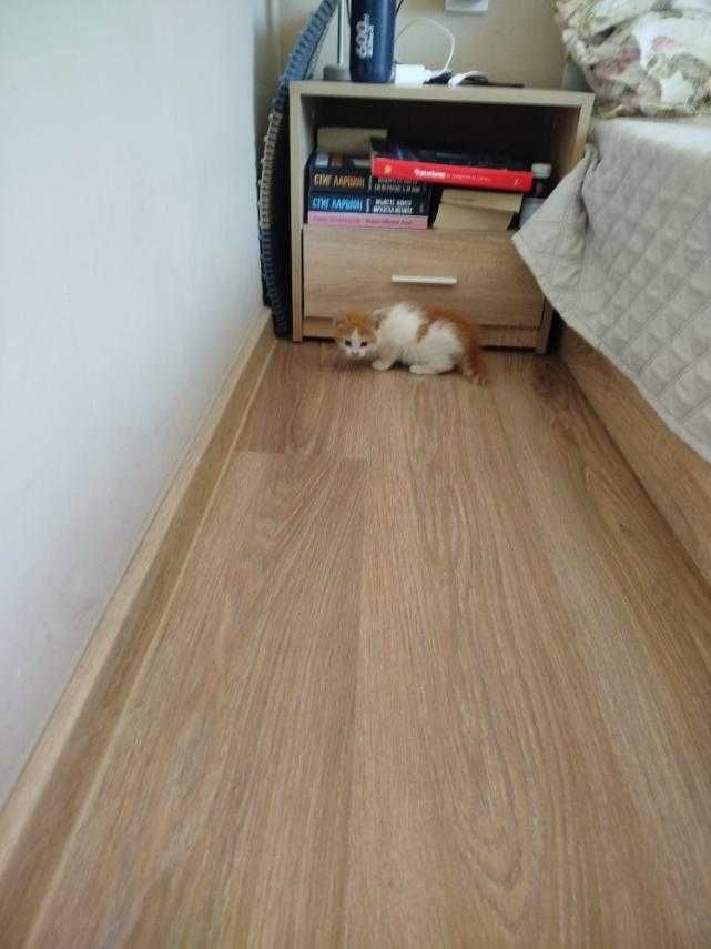 Подарям женско  котенце.