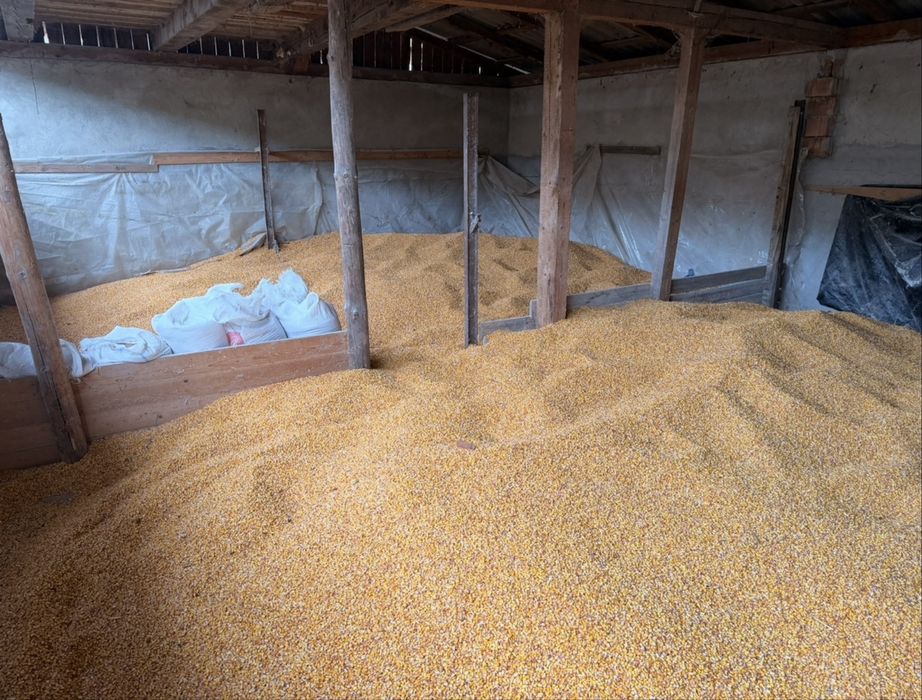 Porumb boabe de bună calitate