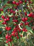 Pomi Fructiferi Glia Stramoseasca (Soiuri De VIȘIN )