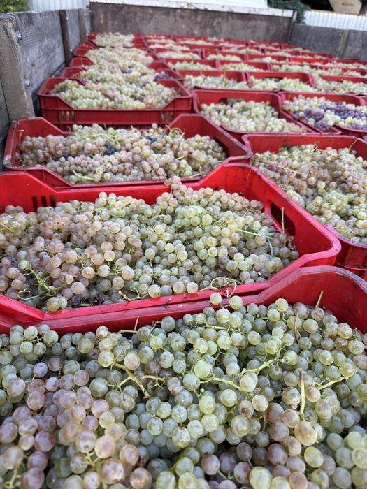 Struguri pentru vin