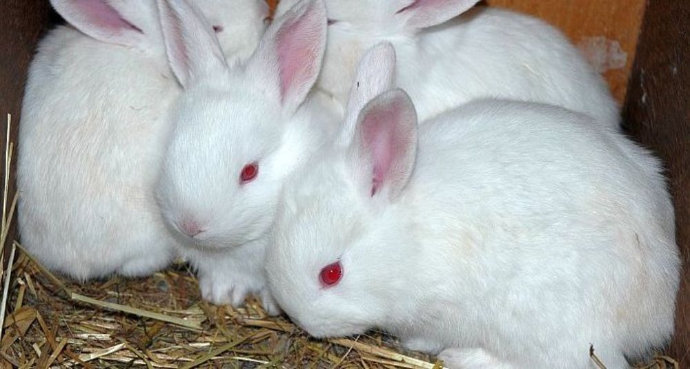 Крольчата 5 недель 40000