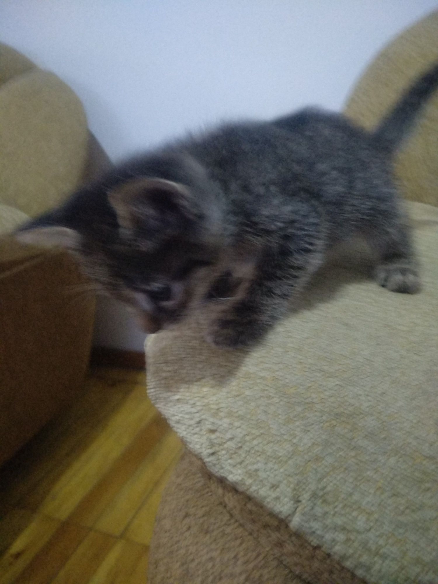 Отдам даром котенка девочка