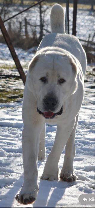 1Mascul de Asia Centrala