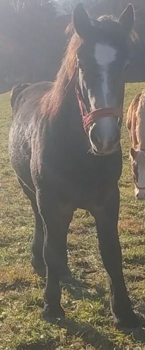 Vând un mânz de un an