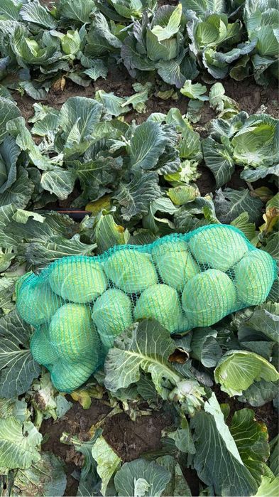 Varza plata pentru salate sau murat