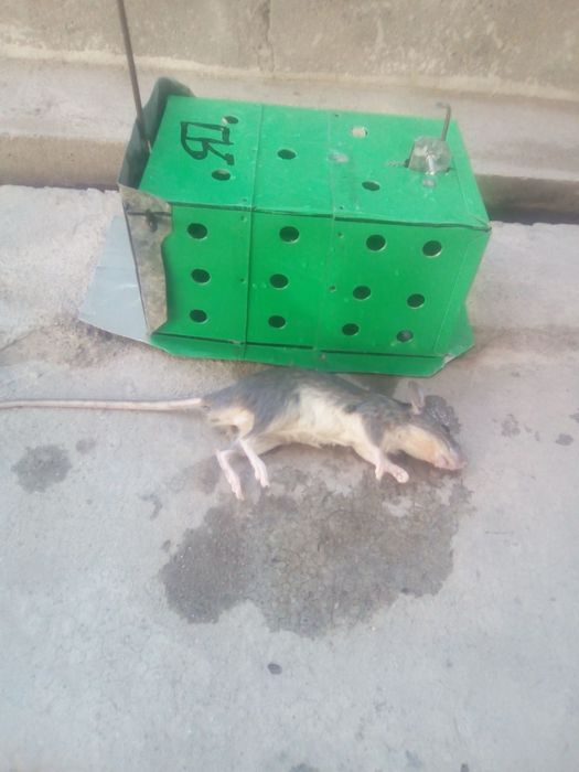 Kalamush qopqon tiriklayin ushlaydi