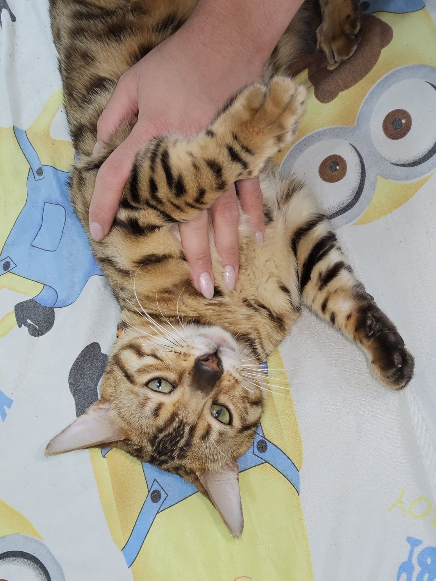 Кот бенгал по кличке Томи