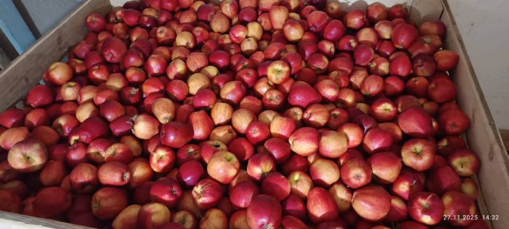 Vând mere redix-600kg