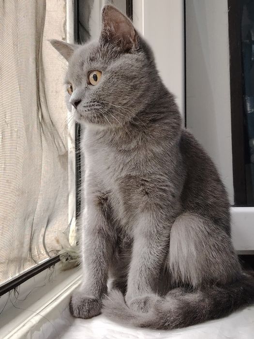 Mushuk scotish straight