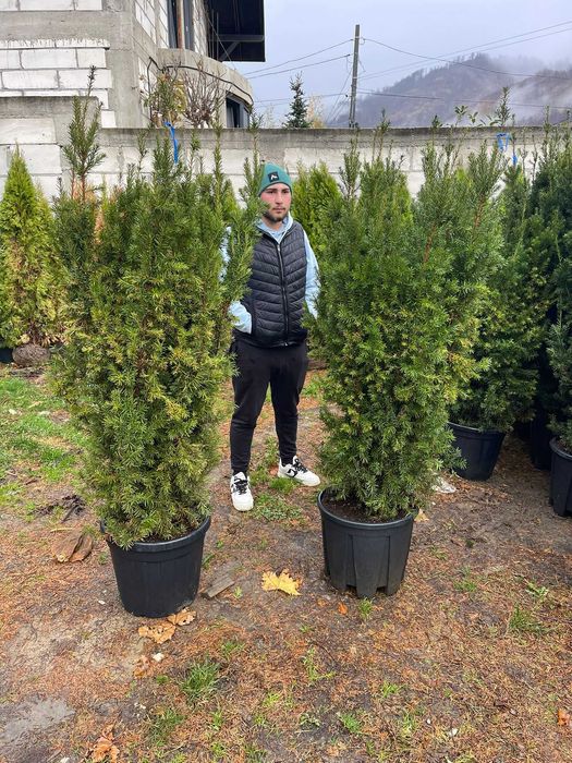 Plante mature pentru un decor deosebit al curții