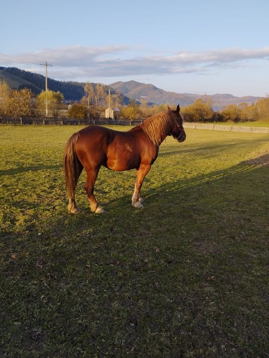Iapa cu mânz de vanzare