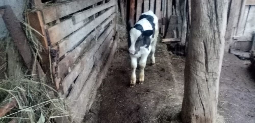 Tauras - Vitel de pus la vaca