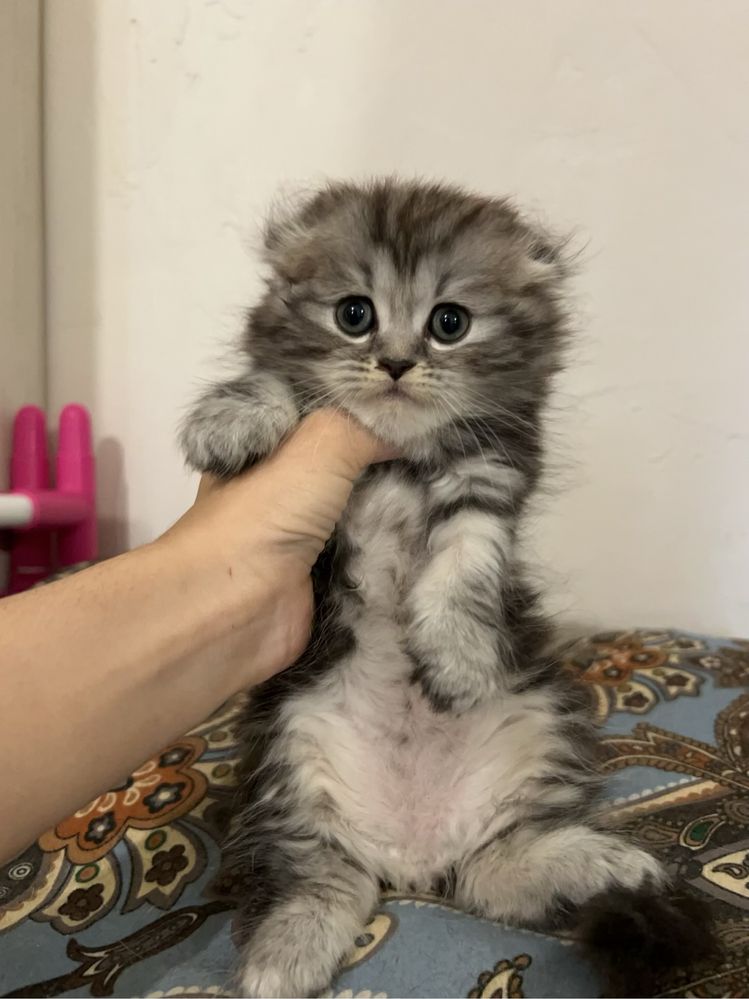 Продам девочку вислоухую