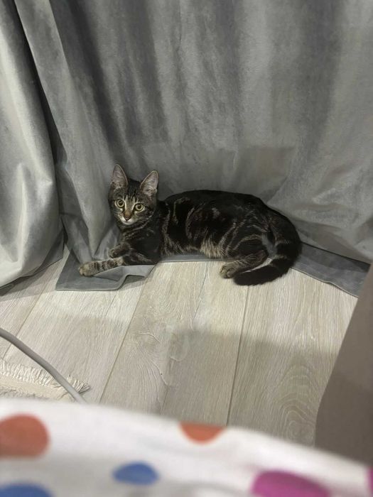 Продам домашнюю кошку породы "табби"