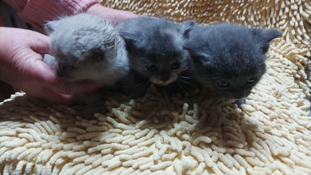 Отдам котят в хорошие руки