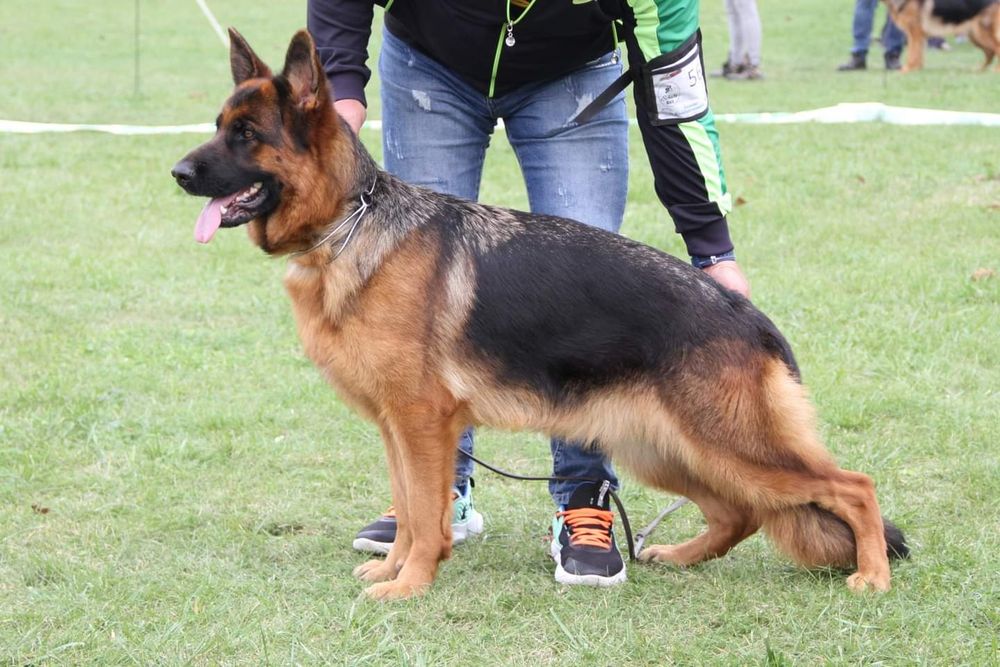 Vand cățel Ciobanesc German.