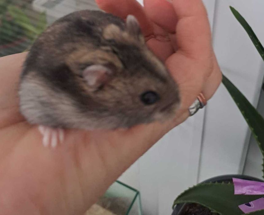 Pui de hamster pitic foarte blanzi si draguti